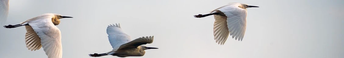 Intern Private Equity (m|f|x) Hero Image