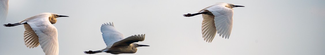 Private Debt/Direct Lending Intern (German Speaker) (m|f|x) Hero Image