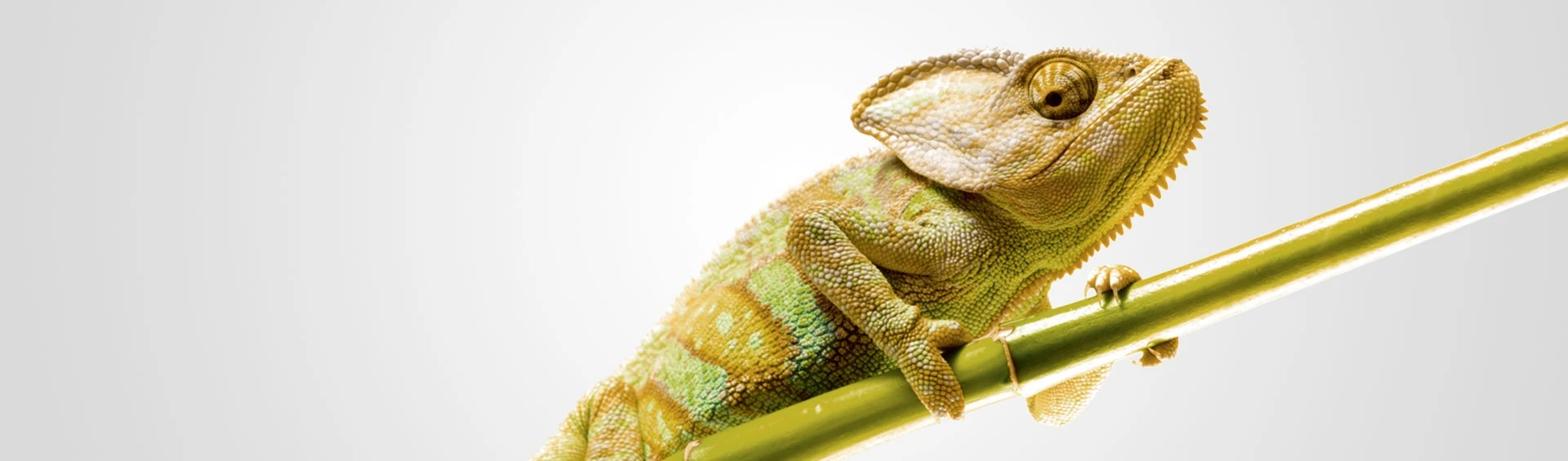 Senior Vermögensverwalter (m|f|x) Hero Image